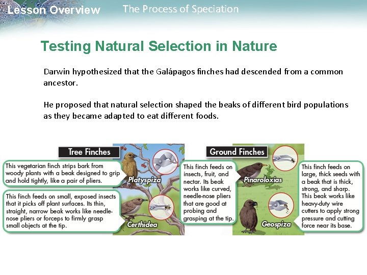 Lesson Overview The Process of Speciation Testing Natural Selection in Nature Darwin hypothesized that Lesson Overview The Process of Speciation Testing Natural Selection in Nature Darwin hypothesized that