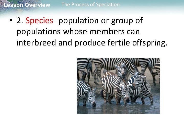 Lesson Overview The Process of Speciation • 2. Species- population or group of populations Lesson Overview The Process of Speciation • 2. Species- population or group of populations