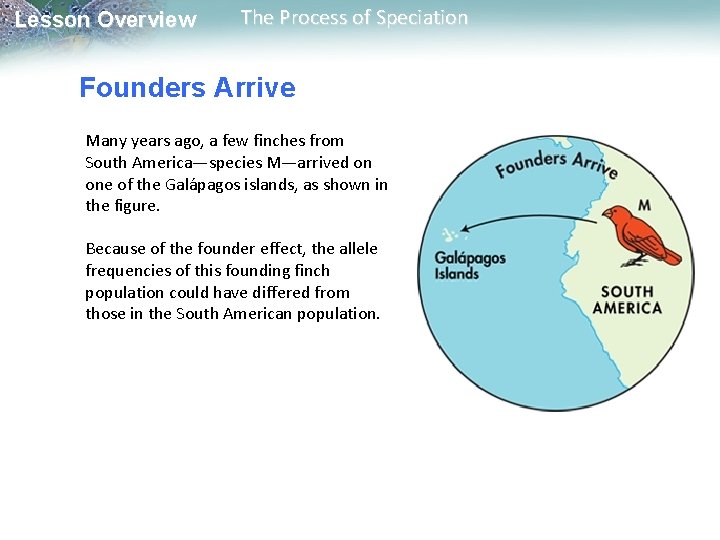 Lesson Overview The Process of Speciation Founders Arrive Many years ago, a few finches Lesson Overview The Process of Speciation Founders Arrive Many years ago, a few finches