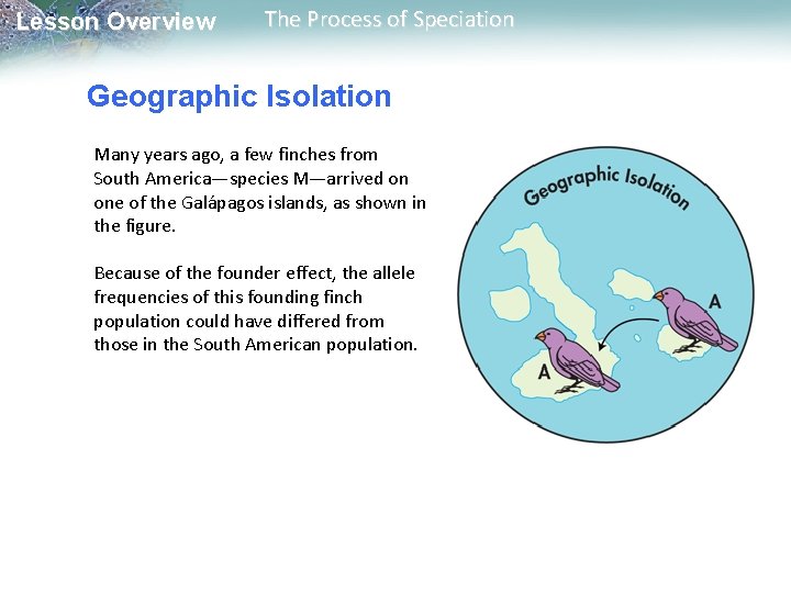 Lesson Overview The Process of Speciation Geographic Isolation Many years ago, a few finches Lesson Overview The Process of Speciation Geographic Isolation Many years ago, a few finches