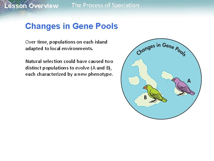 Lesson Overview The Process of Speciation Changes in Gene Pools Over time, populations on Lesson Overview The Process of Speciation Changes in Gene Pools Over time, populations on