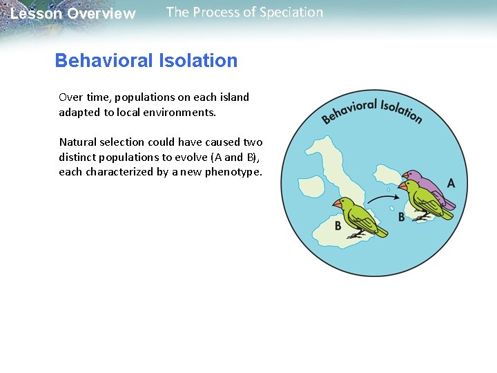 Lesson Overview The Process of Speciation Behavioral Isolation Over time, populations on each island Lesson Overview The Process of Speciation Behavioral Isolation Over time, populations on each island