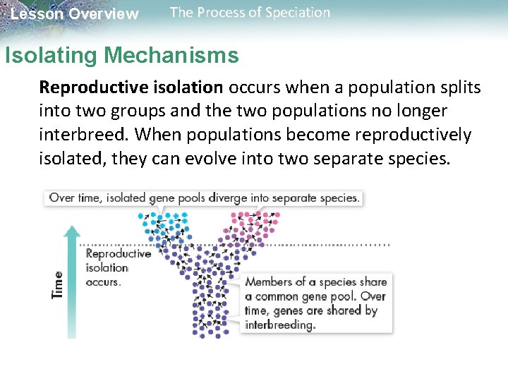 Lesson Overview The Process of Speciation Isolating Mechanisms Reproductive isolation occurs when a population Lesson Overview The Process of Speciation Isolating Mechanisms Reproductive isolation occurs when a population