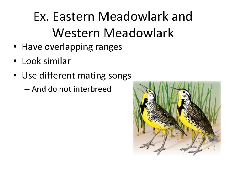 Ex. Eastern Meadowlark and Western Meadowlark • Have overlapping ranges • Look similar • Ex. Eastern Meadowlark and Western Meadowlark • Have overlapping ranges • Look similar •