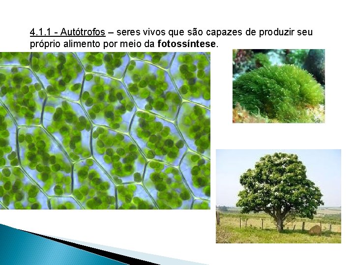 4. 1. 1 - Autótrofos – seres vivos que são capazes de produzir seu 4. 1. 1 - Autótrofos – seres vivos que são capazes de produzir seu