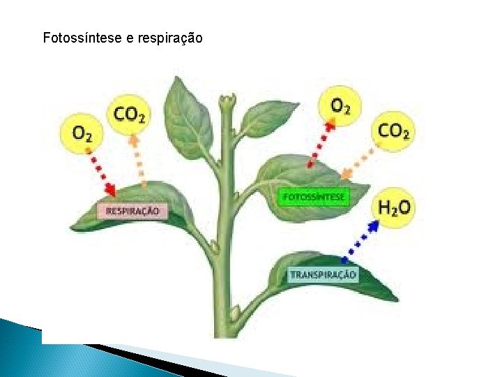 Fotossíntese e respiração Fotossíntese e respiração