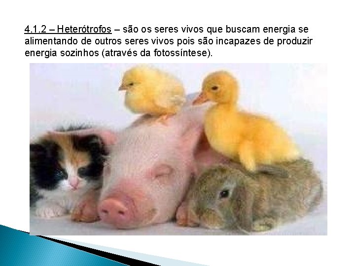 4. 1. 2 – Heterótrofos – são os seres vivos que buscam energia se 4. 1. 2 – Heterótrofos – são os seres vivos que buscam energia se