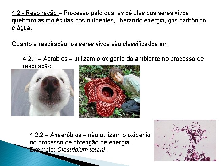 4. 2 - Respiração – Processo pelo qual as células dos seres vivos quebram 4. 2 - Respiração – Processo pelo qual as células dos seres vivos quebram
