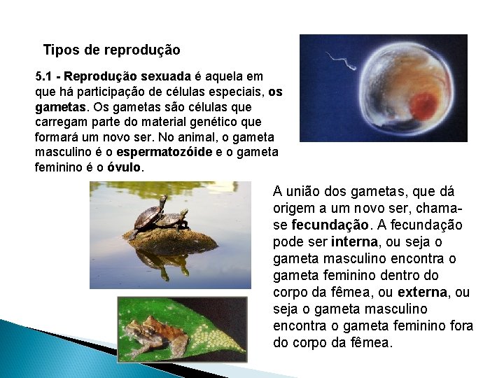 Tipos de reprodução 5. 1 - Reprodução sexuada é aquela em que há participação Tipos de reprodução 5. 1 - Reprodução sexuada é aquela em que há participação