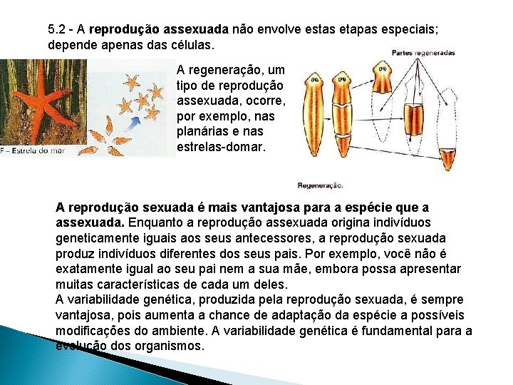 5. 2 - A reprodução assexuada não envolve estas etapas especiais; depende apenas das 5. 2 - A reprodução assexuada não envolve estas etapas especiais; depende apenas das