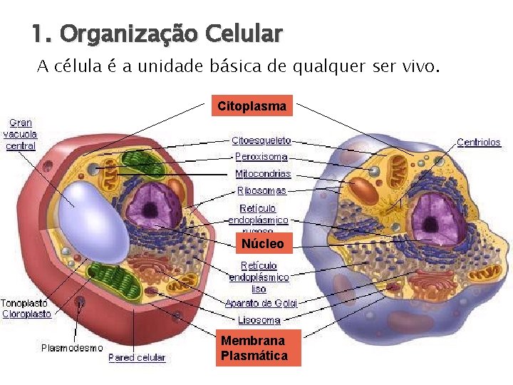 1. Organização Celular A célula é a unidade básica de qualquer ser vivo. Citoplasma 1. Organização Celular A célula é a unidade básica de qualquer ser vivo. Citoplasma