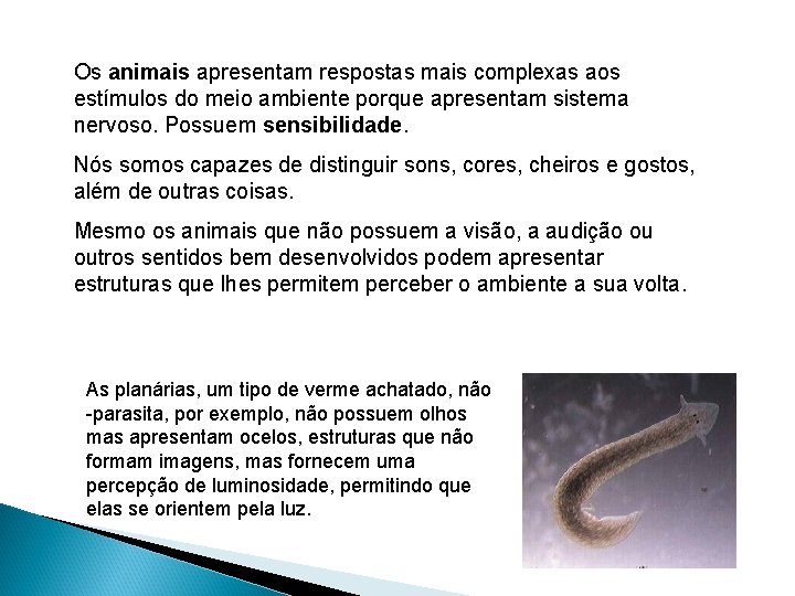 Os animais apresentam respostas mais complexas aos estímulos do meio ambiente porque apresentam sistema Os animais apresentam respostas mais complexas aos estímulos do meio ambiente porque apresentam sistema