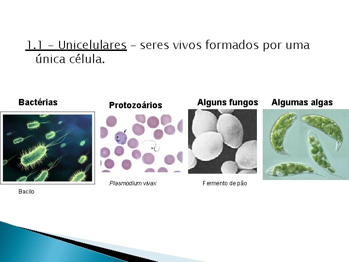 1. 1 - Unicelulares – seres vivos formados por uma única célula. Bactérias Protozoários 1. 1 - Unicelulares – seres vivos formados por uma única célula. Bactérias Protozoários