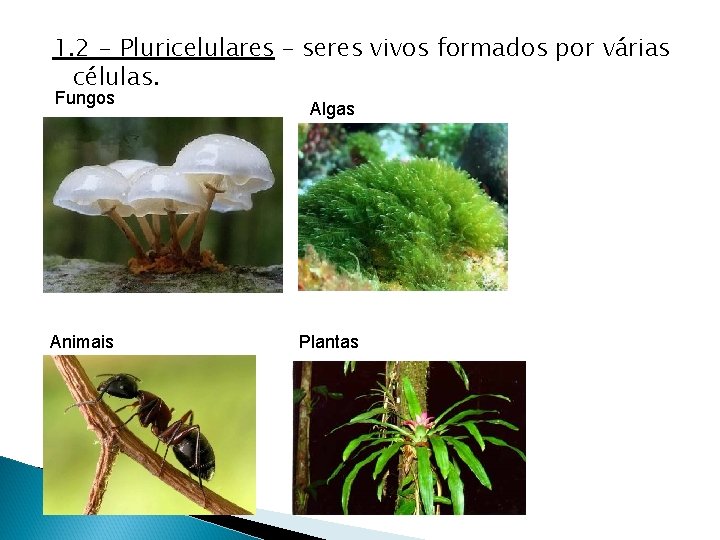 1. 2 - Pluricelulares – seres vivos formados por várias células. Fungos Animais Algas 1. 2 - Pluricelulares – seres vivos formados por várias células. Fungos Animais Algas