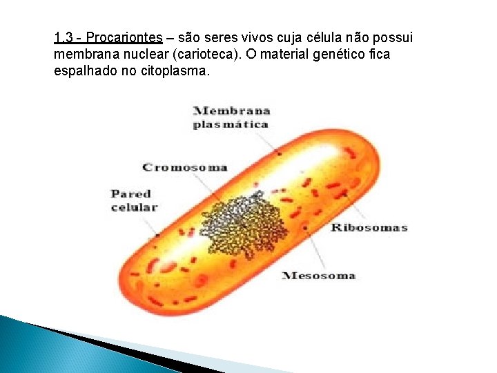 1. 3 - Procariontes – são seres vivos cuja célula não possui membrana nuclear 1. 3 - Procariontes – são seres vivos cuja célula não possui membrana nuclear