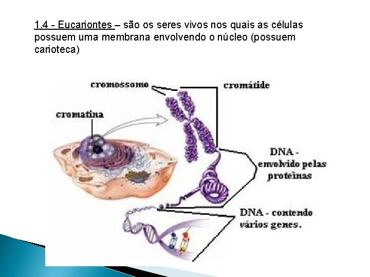 1. 4 - Eucariontes – são os seres vivos nos quais as células possuem 1. 4 - Eucariontes – são os seres vivos nos quais as células possuem
