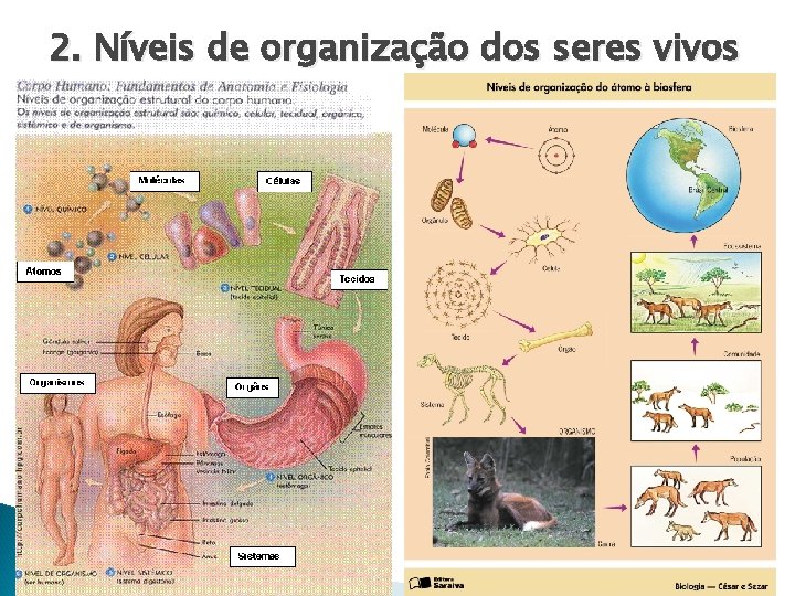 2. Níveis de organização dos seres vivos 2. Níveis de organização dos seres vivos