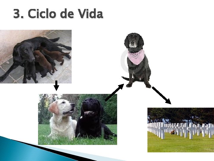 3. Ciclo de Vida 3. Ciclo de Vida