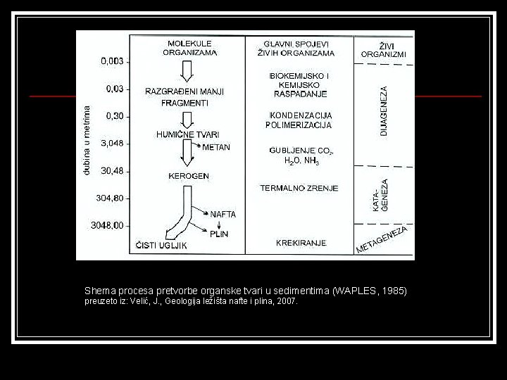 Shema procesa pretvorbe organske tvari u sedimentima (WAPLES, 1985) preuzeto iz: Velić, J. ,