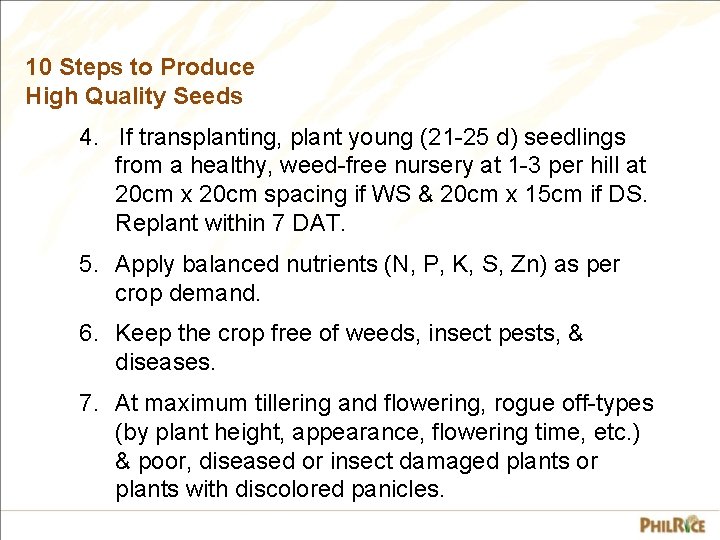 10 Steps to Produce High Quality Seeds 4. If transplanting, plant young (21 -25