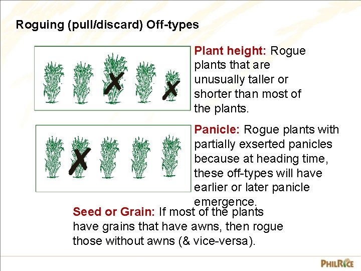 Roguing (pull/discard) Off-types Plant height: Rogue plants that are unusually taller or shorter than