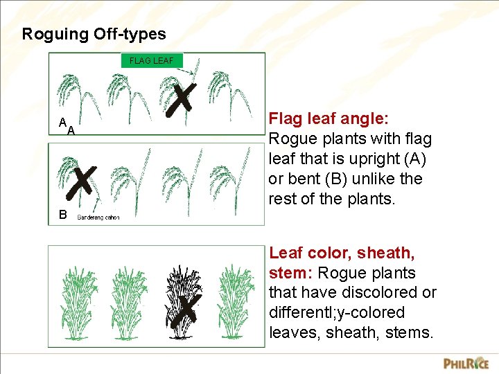 Roguing Off-types FLAG LEAF A A Flag leaf angle: Rogue plants with flag leaf