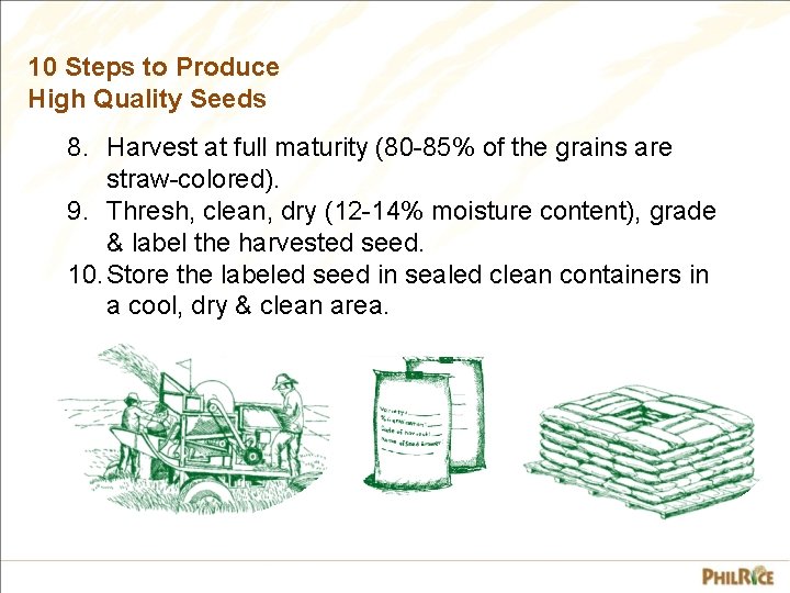 10 Steps to Produce High Quality Seeds 8. Harvest at full maturity (80 -85%