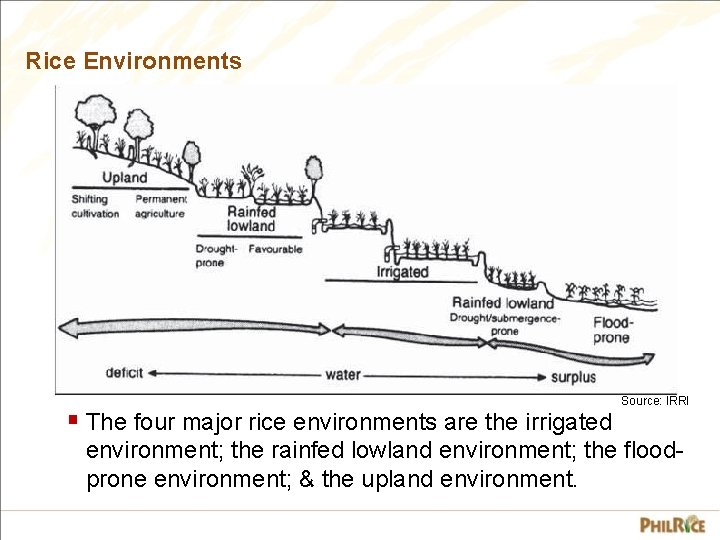 Rice Environments § The four major rice environments are the irrigated Source: IRRI environment;