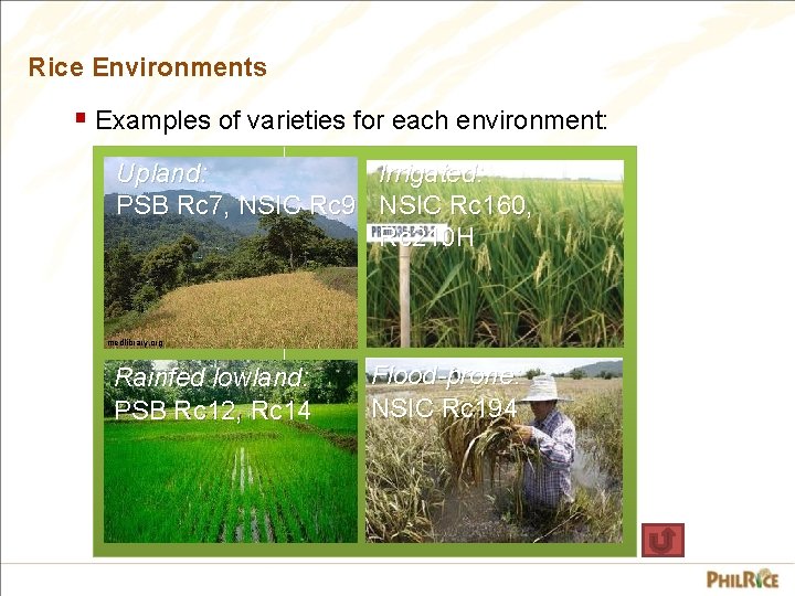 Rice Environments § Examples of varieties for each environment: Upland: Irrigated: PSB Rc 7,