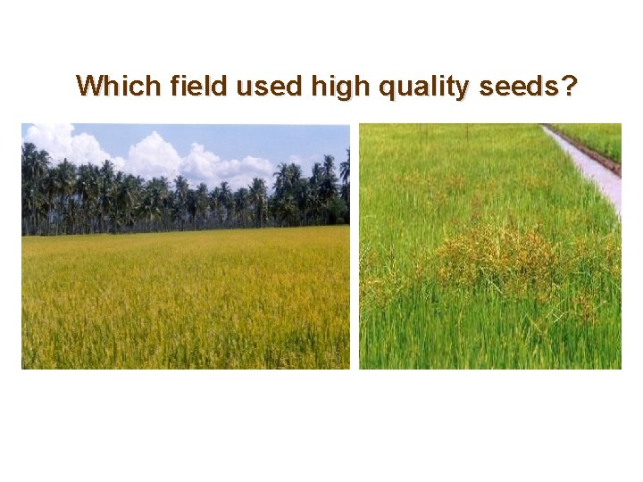 Which field used high quality seeds? 