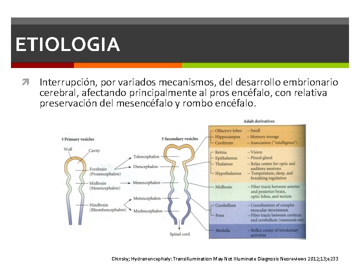 ETIOLOGIA Interrupción, por variados mecanismos, del desarrollo embrionario cerebral, afectando principalmente al pros encéfalo, ETIOLOGIA Interrupción, por variados mecanismos, del desarrollo embrionario cerebral, afectando principalmente al pros encéfalo,