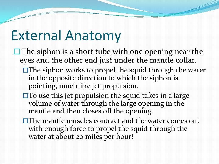 External Anatomy � The siphon is a short tube with one opening near the