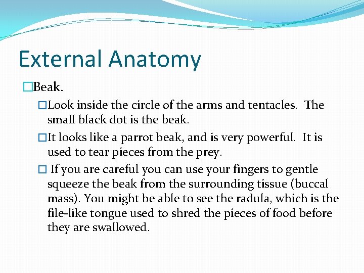 External Anatomy �Beak. �Look inside the circle of the arms and tentacles. The small