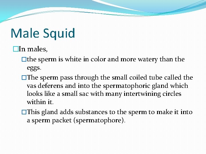 Male Squid �In males, �the sperm is white in color and more watery than