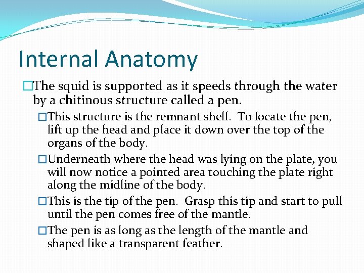 Internal Anatomy �The squid is supported as it speeds through the water by a