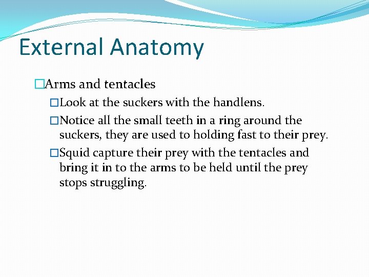 External Anatomy �Arms and tentacles �Look at the suckers with the handlens. �Notice all