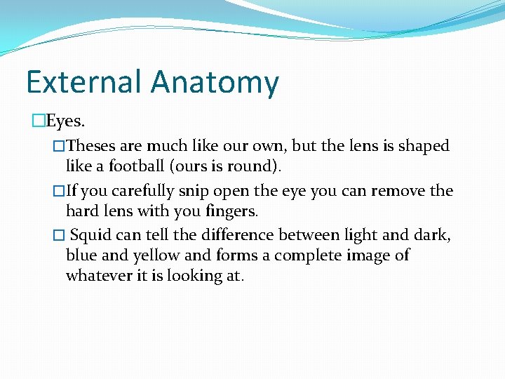 External Anatomy �Eyes. �Theses are much like our own, but the lens is shaped