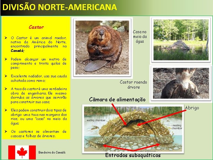 DIVISÃO NORTE-AMERICANA Castor Ø O Castor é um animal roedor, nativo da América do