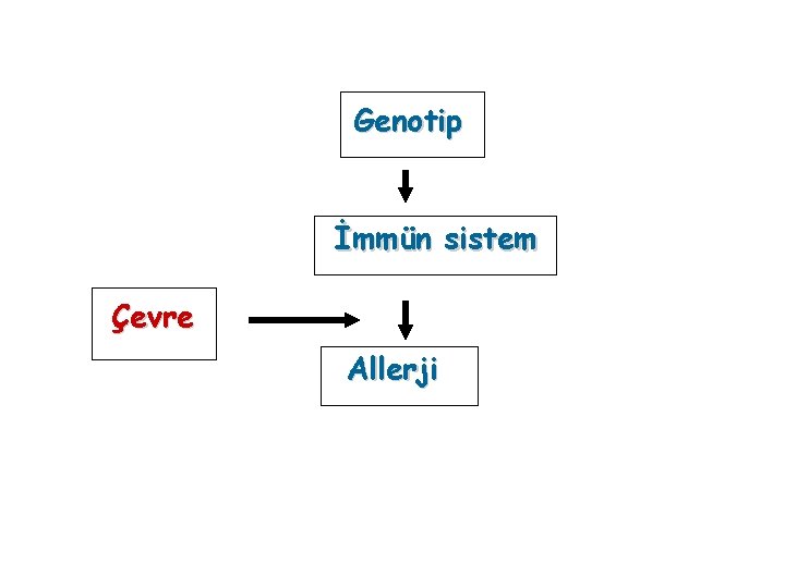 Genotip İmmün sistem Çevre Allerji 