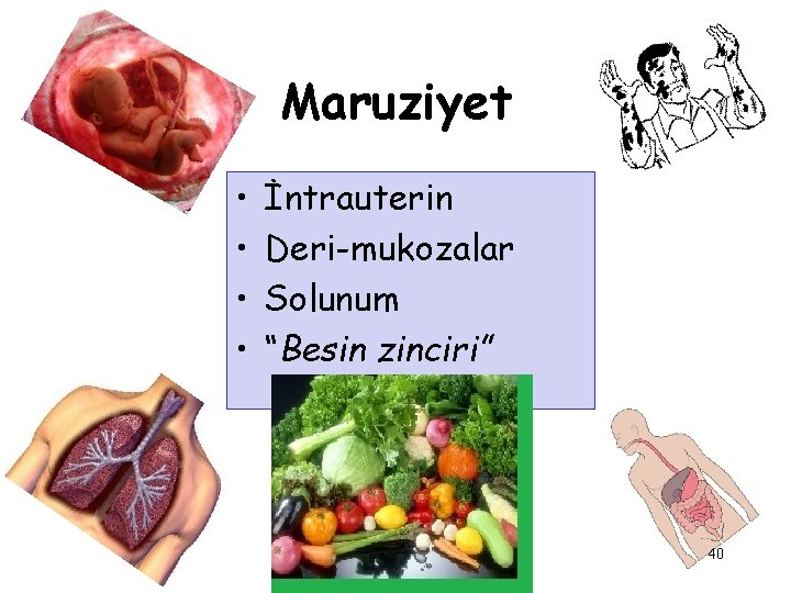 Maruziyet • • İntrauterin Deri-mukozalar Solunum “Besin zinciri” 40 