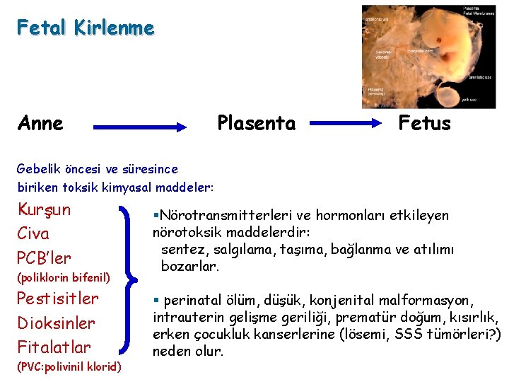 Fetal Kirlenme Anne Plasenta Fetus Gebelik öncesi ve süresince biriken toksik kimyasal maddeler: Kurşun