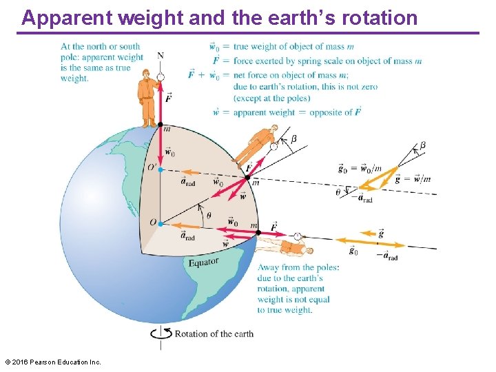 Apparent weight and the earth’s rotation © 2016 Pearson Education Inc. 