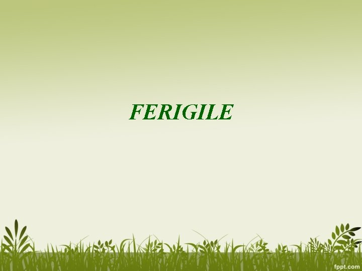 FERIGILE 