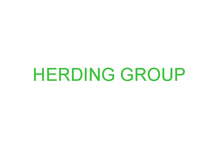 SPORTING GROUP English Springer Spaniel