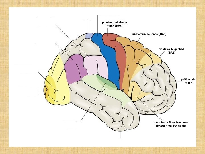 Aufbau der Grohirnrinde 11 Attila Magyar 04 10