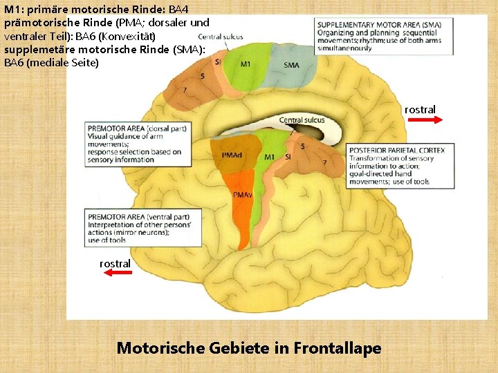 Aufbau der Grohirnrinde 11 Attila Magyar 04 10