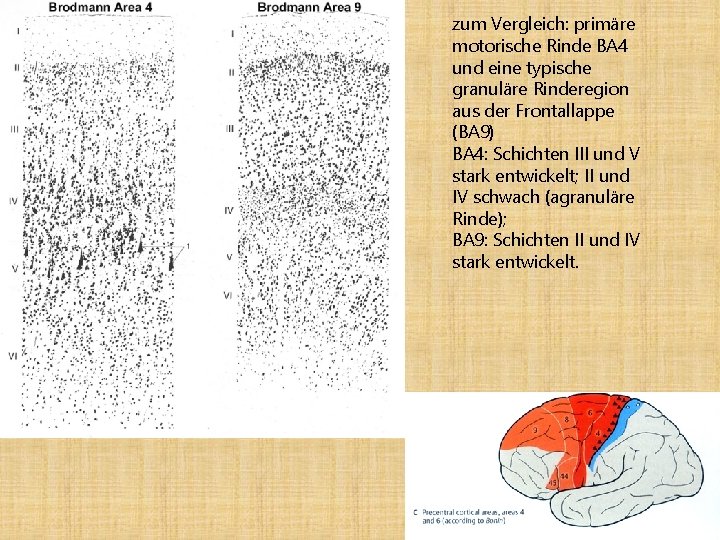 Aufbau der Grohirnrinde 11 Attila Magyar 04 10