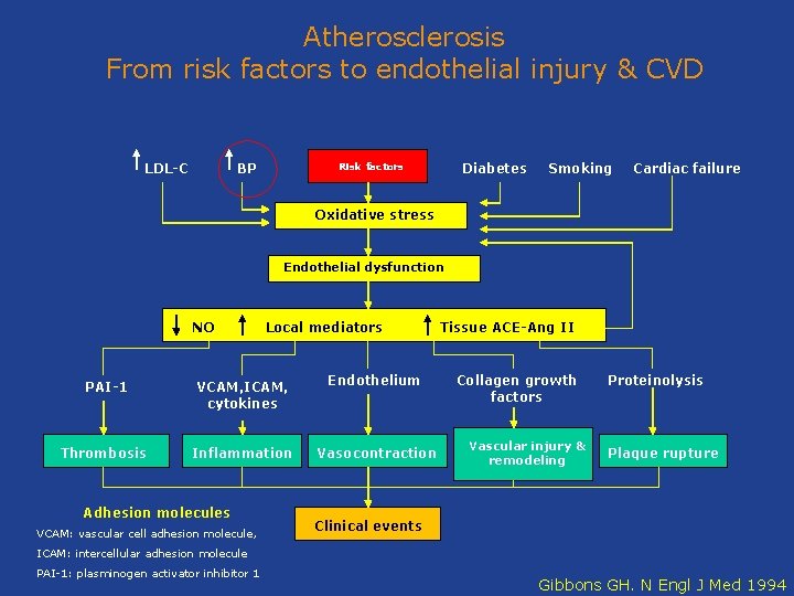 Atherosclerosis From risk factors to endothelial injury & CVD LDL-C BP Diabetes Risk factors