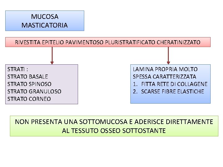 MUCOSA MASTICATORIA RIVESTITA EPITELIO PAVIMENTOSO PLURISTRATIFICATO CHERATINIZZATO STRATI : STRATO BASALE STRATO SPINOSO STRATO