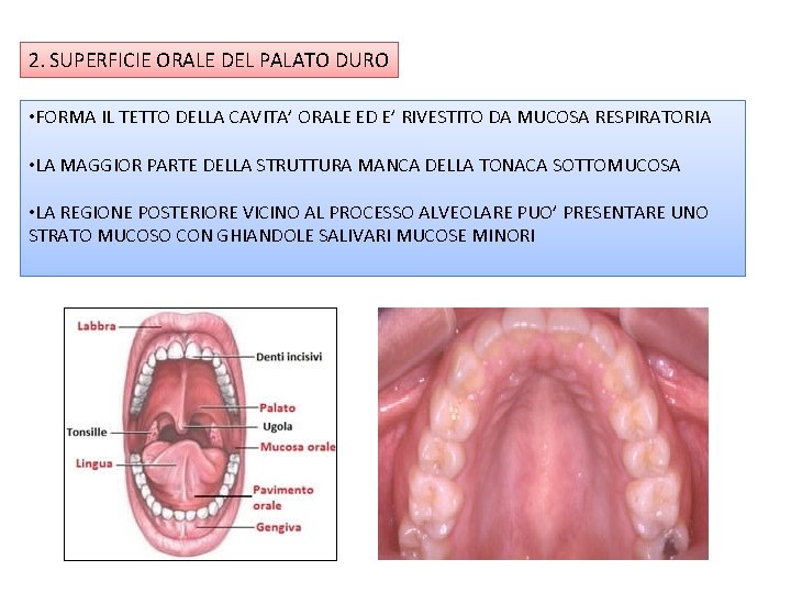 2. SUPERFICIE ORALE DEL PALATO DURO • FORMA IL TETTO DELLA CAVITA’ ORALE ED